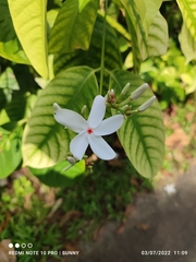 Kopsia singapurensis