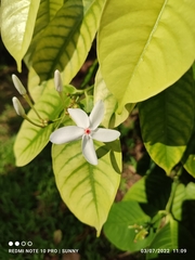 Kopsia singapurensis