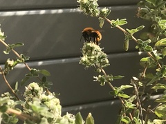 Bombus