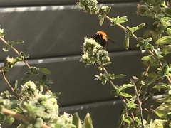 Bombus