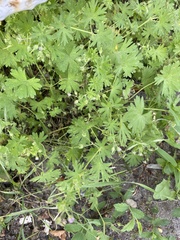 Geranium pusillum
