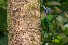 Psilopogon rafflesii