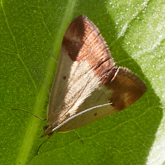Pyrausta semirubralis