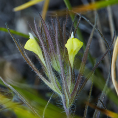 Castilleja tenuis
