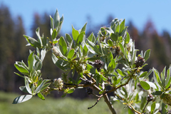 Salix eastwoodiae
