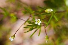 Linanthus harknessii