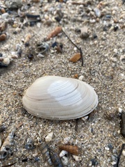 Venerupis galactites