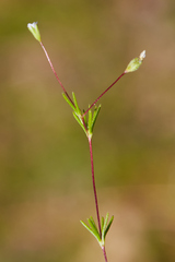 Linanthus harknessii