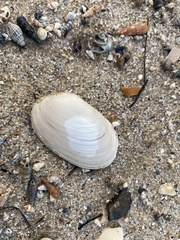 Venerupis galactites