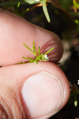 Linanthus harknessii