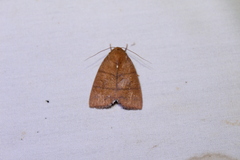 Xenochroa plesiogramma