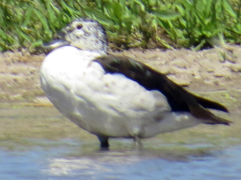 Knob-billed Duck (Sarkidiornis melanotos) · iNaturalist