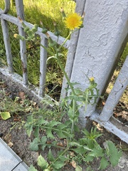 Sonchus oleraceus
