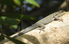 Lygodactylus chobiensis