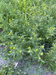 Matricaria discoidea