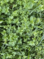 Stellaria media