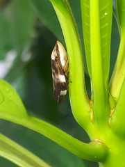 Ptyelinellus praefractus