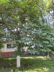 Aesculus hippocastanum