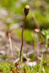 Galeropsis polytrichoides