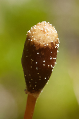 Galeropsis polytrichoides