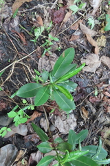 Calophyllum inophyllum