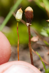 Galeropsis polytrichoides