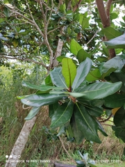 Palaquium obovatum