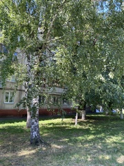 Betula pendula