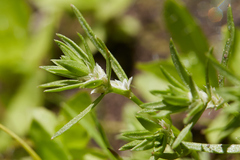Polygonum polygaloides
