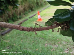 Palaquium obovatum