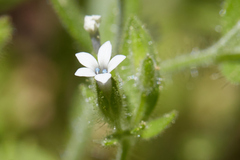 Allophyllum integrifolium