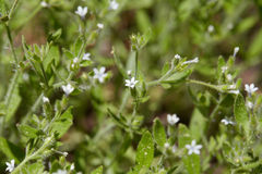 Allophyllum integrifolium