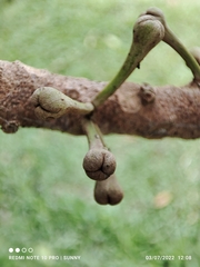 Palaquium obovatum