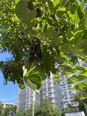 Robinia pseudoacacia