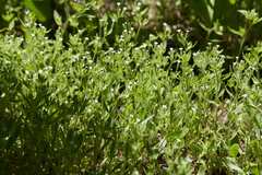 Allophyllum integrifolium