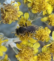 Halictus rubicundus