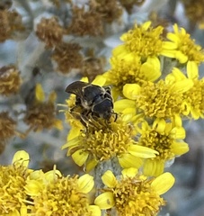 Halictus rubicundus