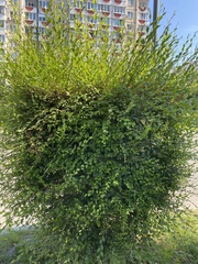 Ulmus pumila