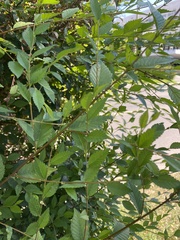 Ulmus pumila