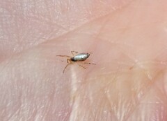 Argyrodes antipodianus