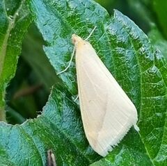 Rhodometra sacraria