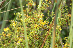 Hypericum brachyphyllum