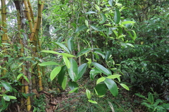 Garcinia gummi-gutta