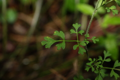 Xanthosia stellata