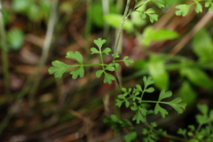 Xanthosia stellata