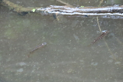 Aplocheilus lineatus