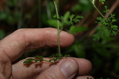 Xanthosia stellata