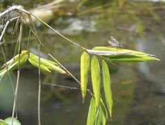 Onychothemis abnormis