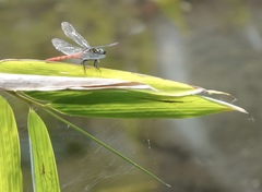 Onychothemis abnormis