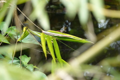 Onychothemis abnormis